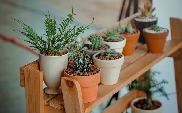 Add-Some-New-Plants