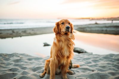 Best-Dog-Beaches