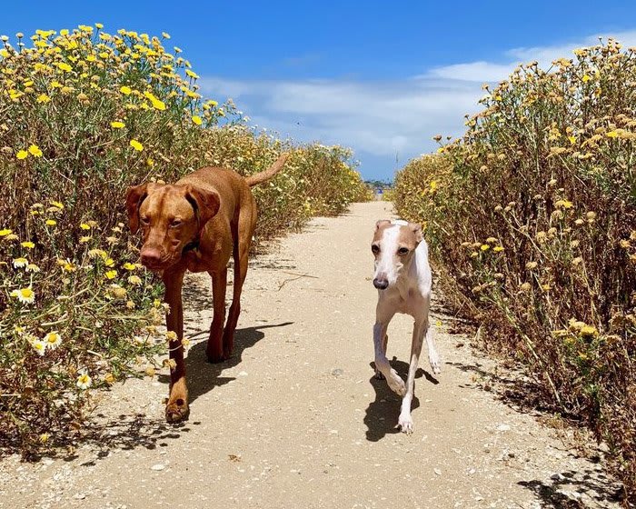 Fiesta-Island