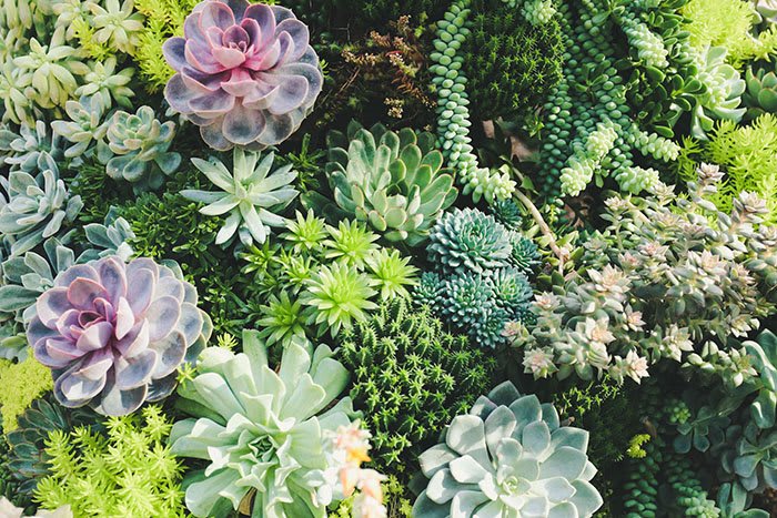 Plants