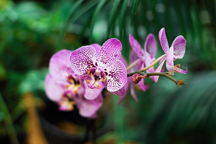 A close-up of vibrant purple orchids with speckled patterns, set against a lush green background.