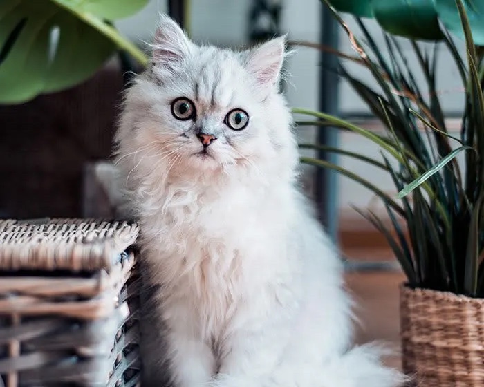 Tips for Moving in San Diego With Pets 3